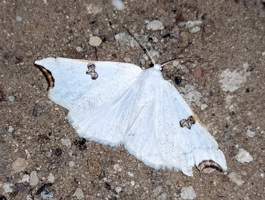 Eilicrinia cordiaria - fehér fűzfaaraszoló