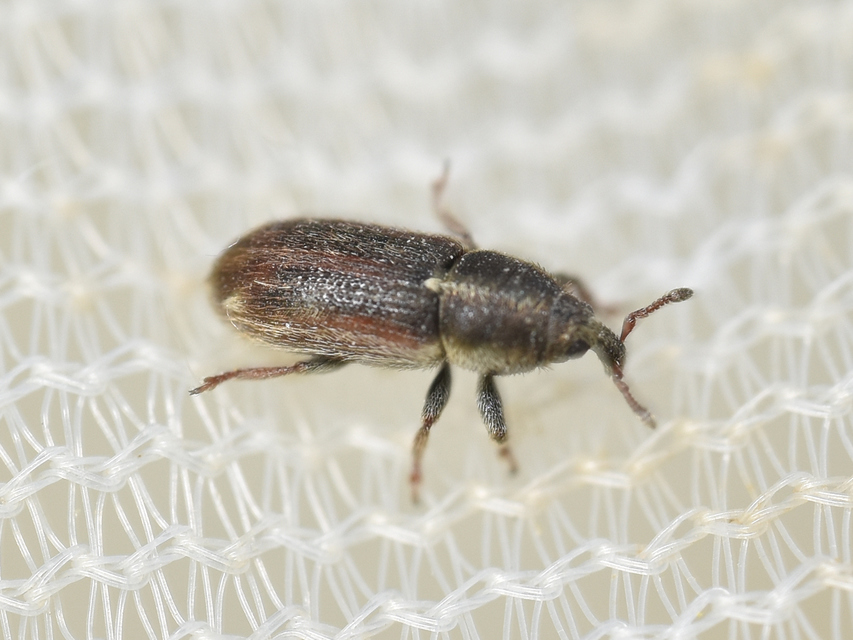 Mecinus circulatus - sávos útifűormányos