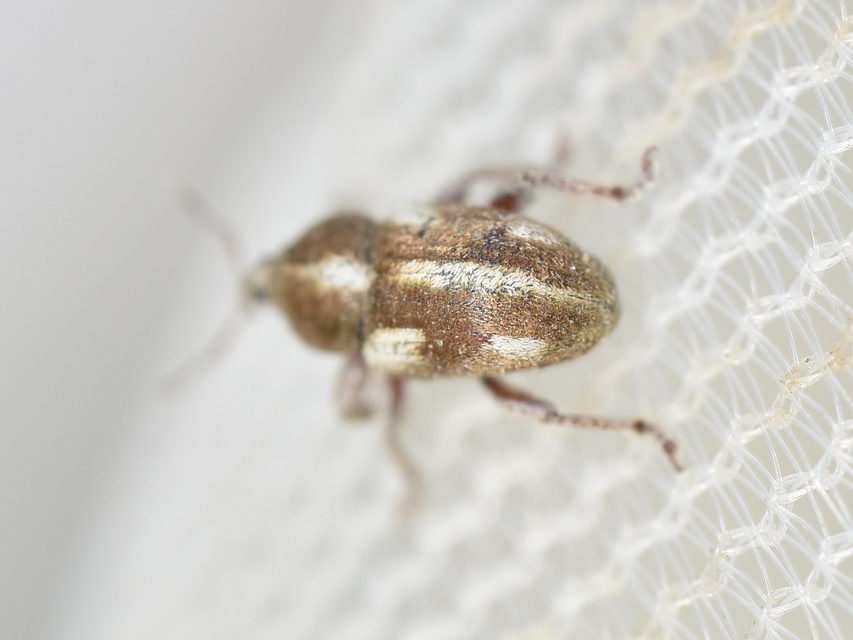Tychius quinquepunctatus - borsó-tímárormányos