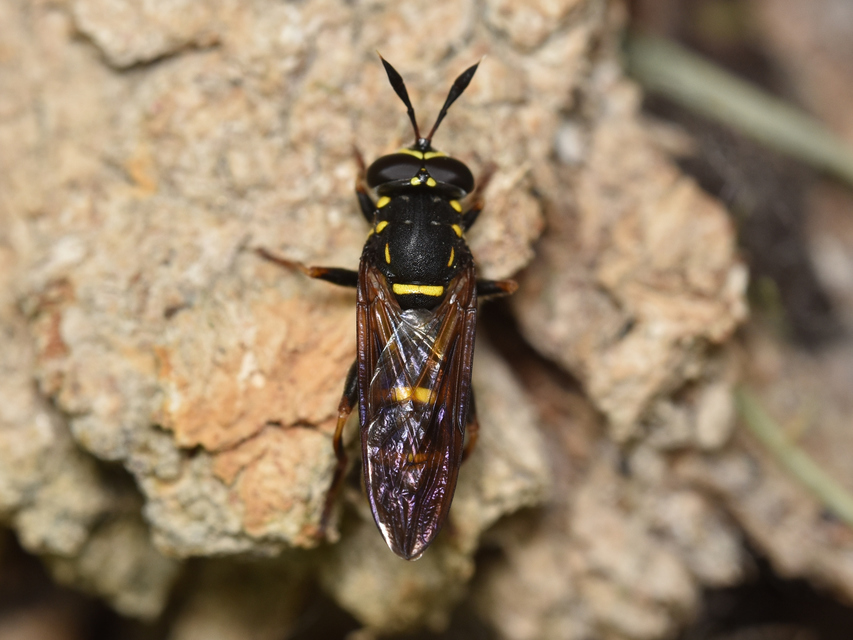 Sphiximorpha
