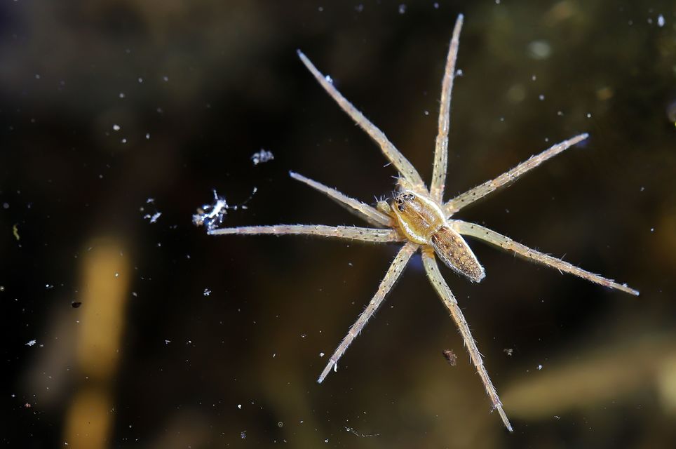 Dolomedes plantarius/fimbriatus