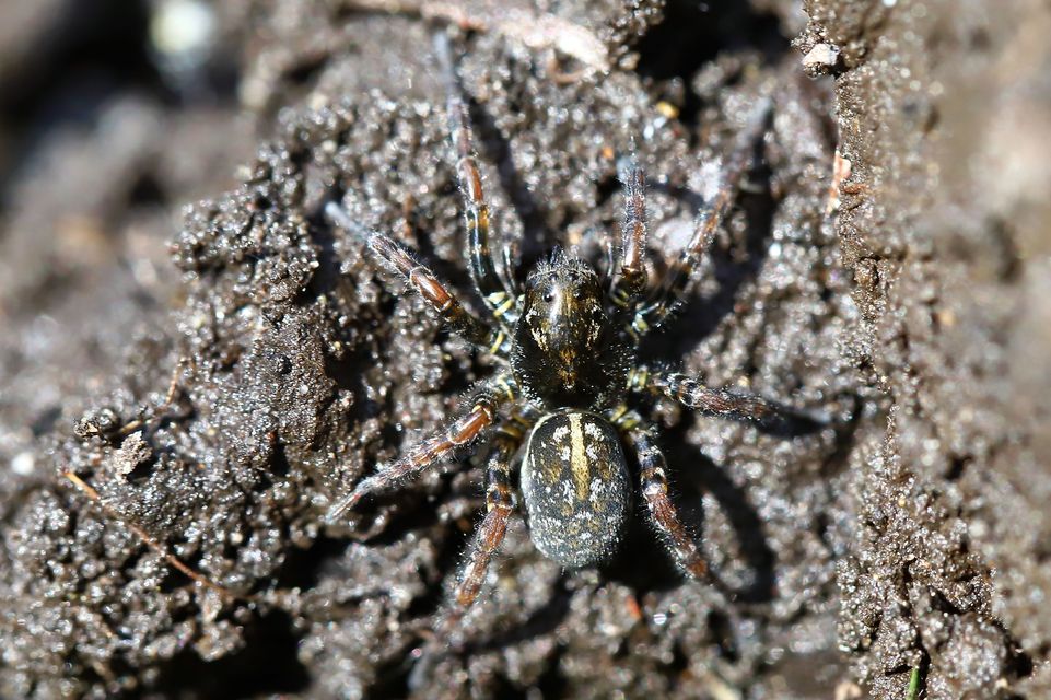 Arctosa leopardus