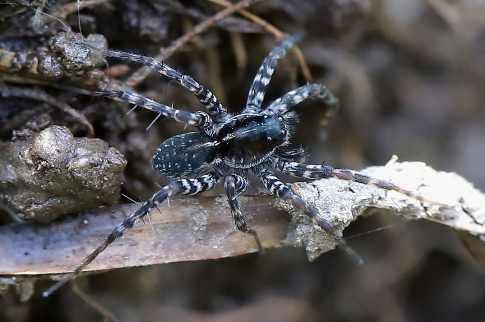Pardosa prativaga