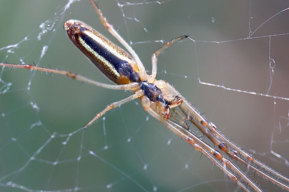 Tetragnatha