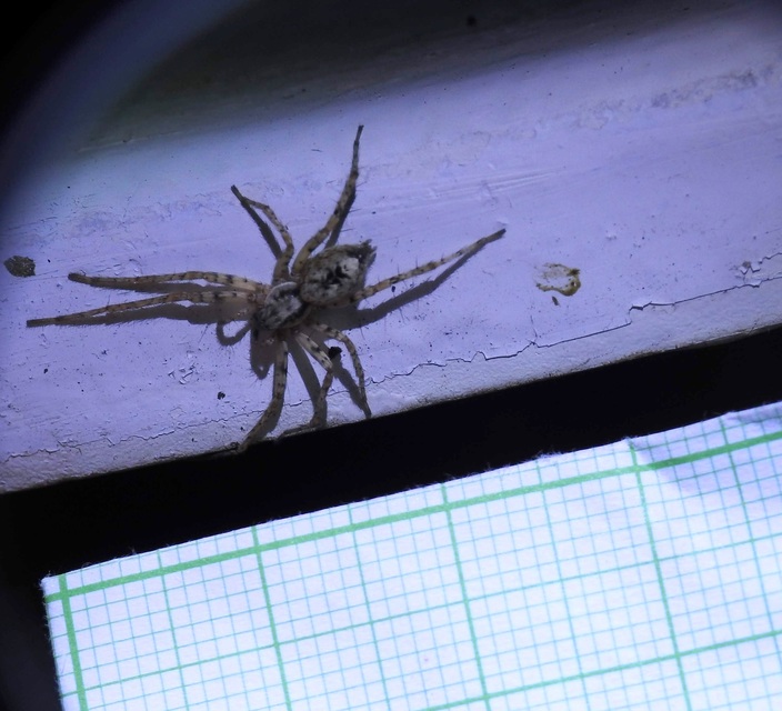 Anyphaena accentuata - jegyespók