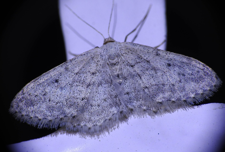 Idaea seriata - szürke apróaraszoló