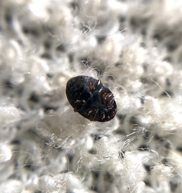 Scymnus