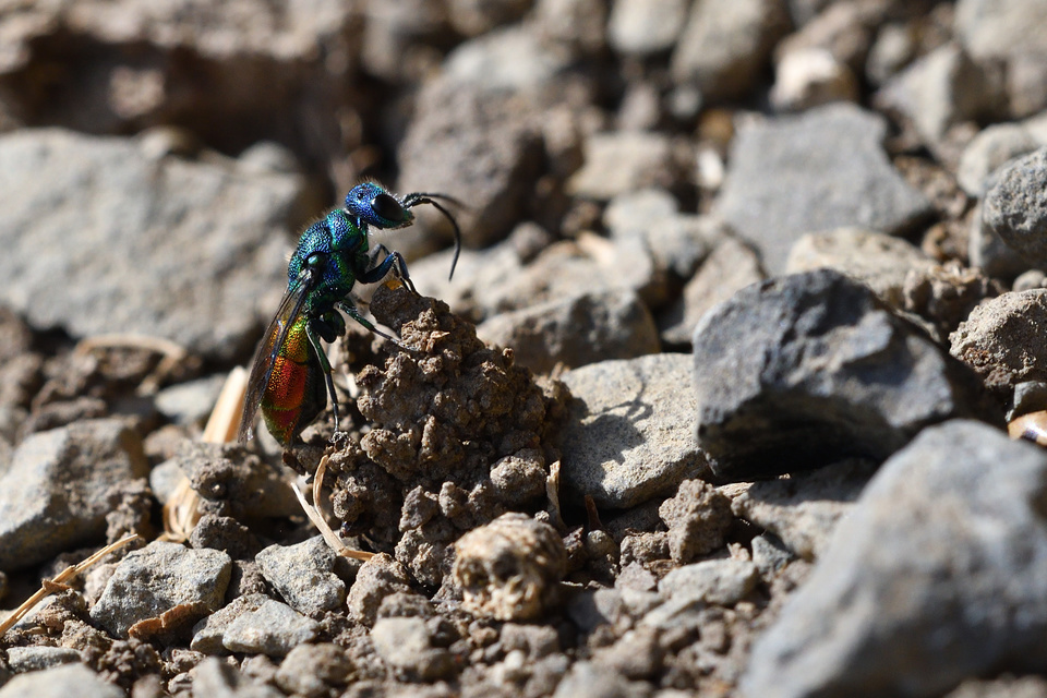 Chrysididae - fémdarazsak
