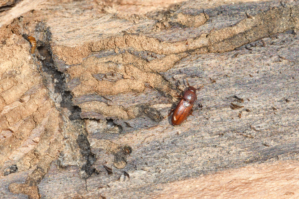 Palorus