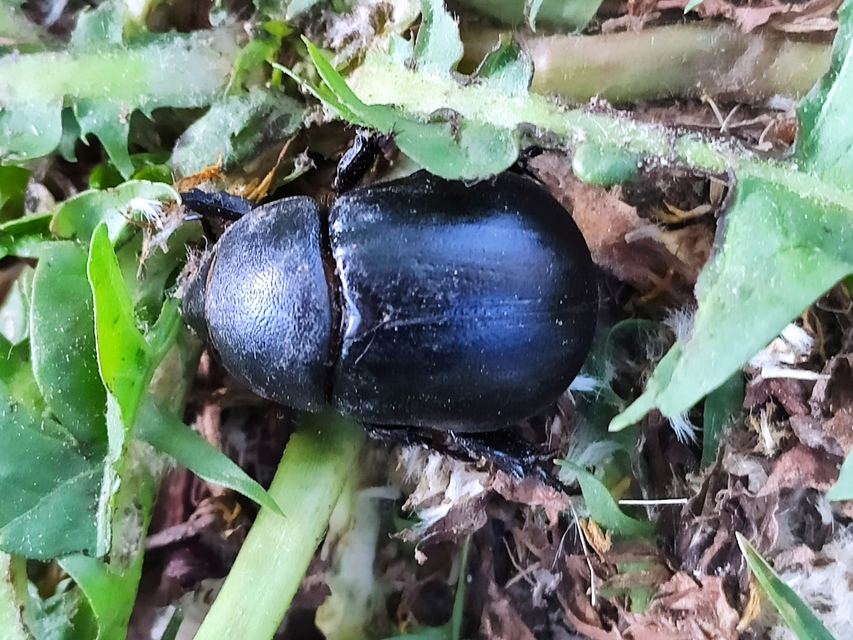 Pentodon idiota - butabogár