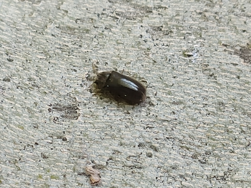 Hyperisus plumbeus - fémes álszú
