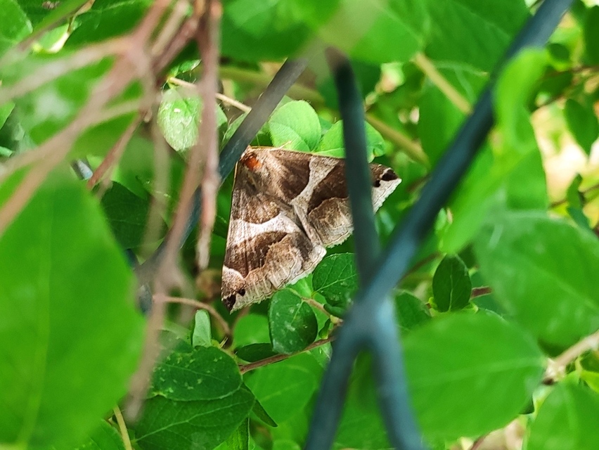 Dysgonia algira - déli porcelánbagoly