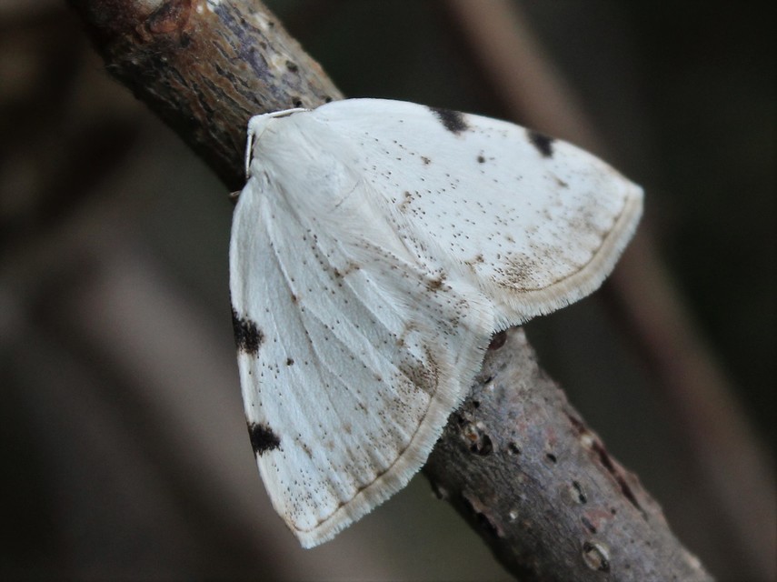 Lomographa bimaculata - kétpontos fehéraraszoló
