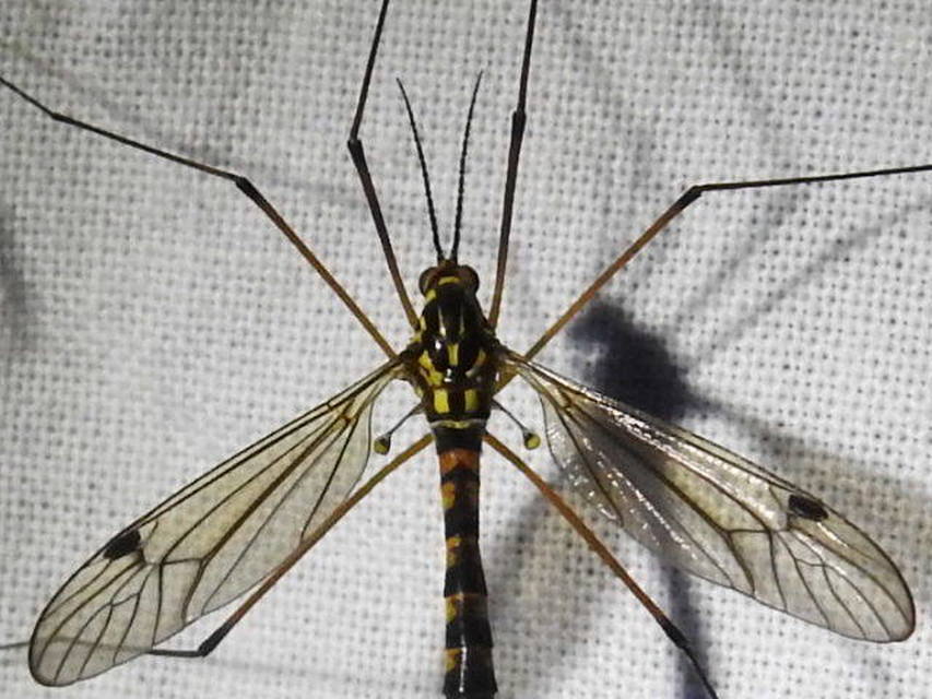 Nephrotoma scalaris