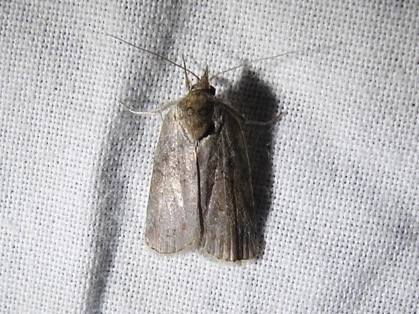 Nycteola asiatica - nyárfa-trapézbagoly