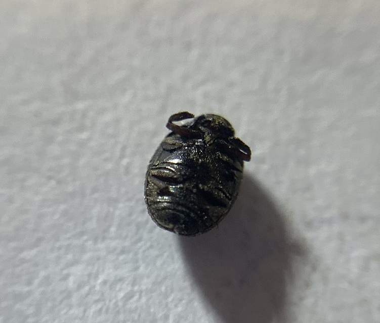 Lamprobyrrhulus nitidus - föveny-labdacsbogár
