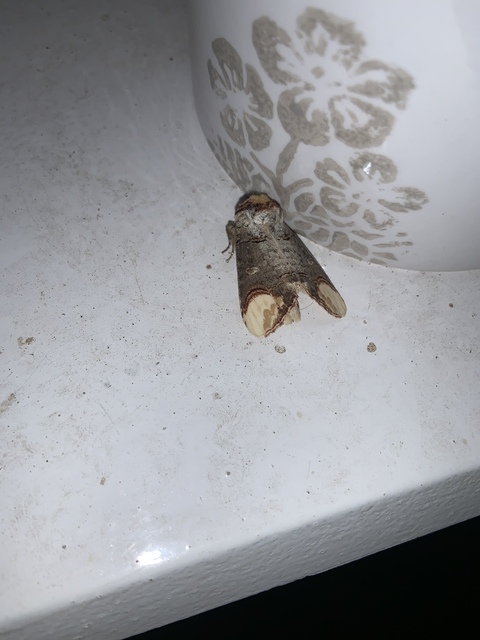 Phalera bucephala - sárgafoltos púposszövő
