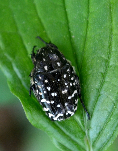 Oxythyrea funesta - sokpettyes virágbogár