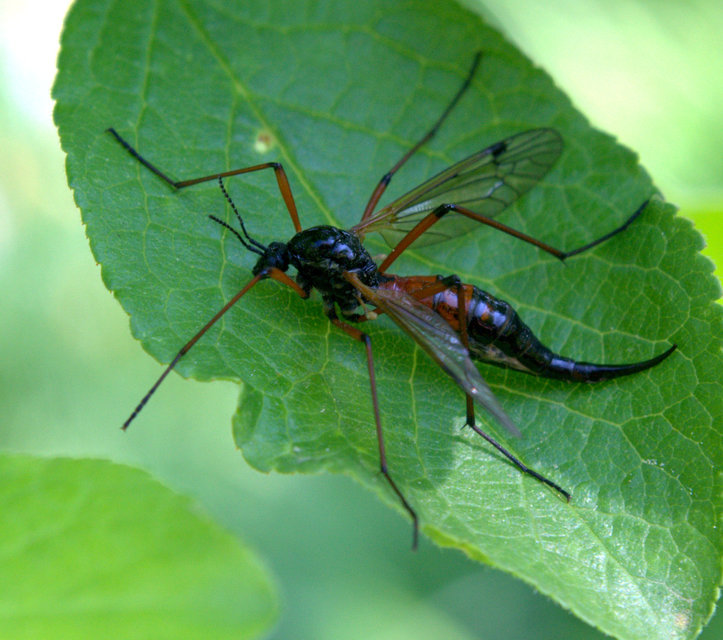 Tanyptera nigricornis