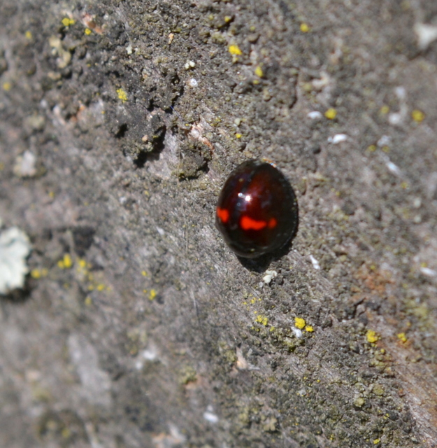 Chilocorus bipustulatus - szalagos szerecsenkata