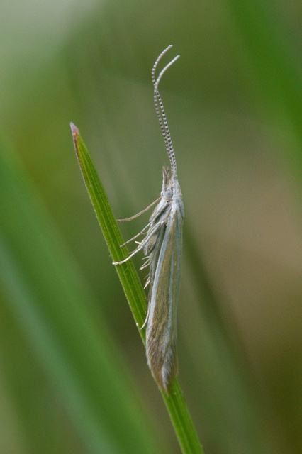 Coleophora