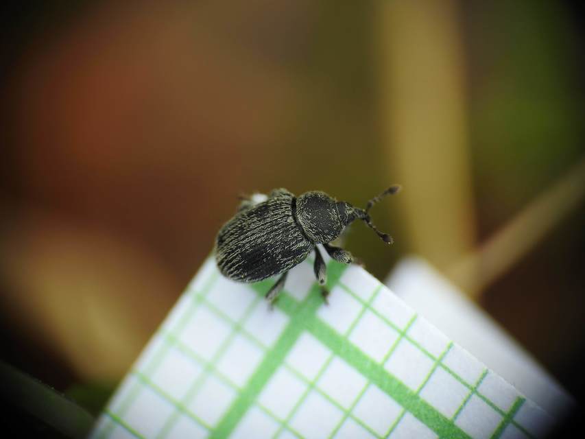 Rhinusa linariae - gubacsképző gyújtoványfű-ormányos