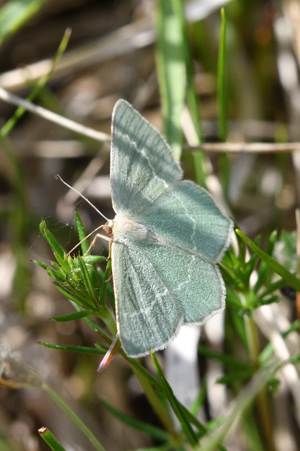 Chlorissa viridata - üdezöld araszoló