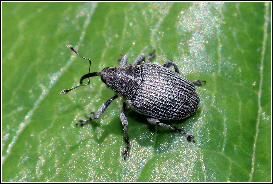 Ceutorhynchus obstrictus - repcebecő-ceutormányos
