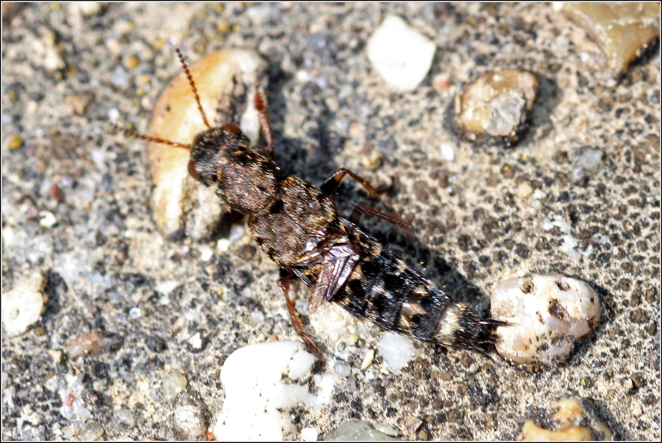 Ontholestes haroldi - sárgatérdű holyva