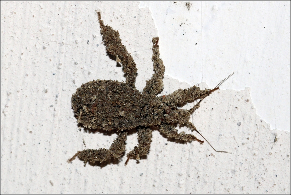 Reduvius personatus - szemetes zugpoloska