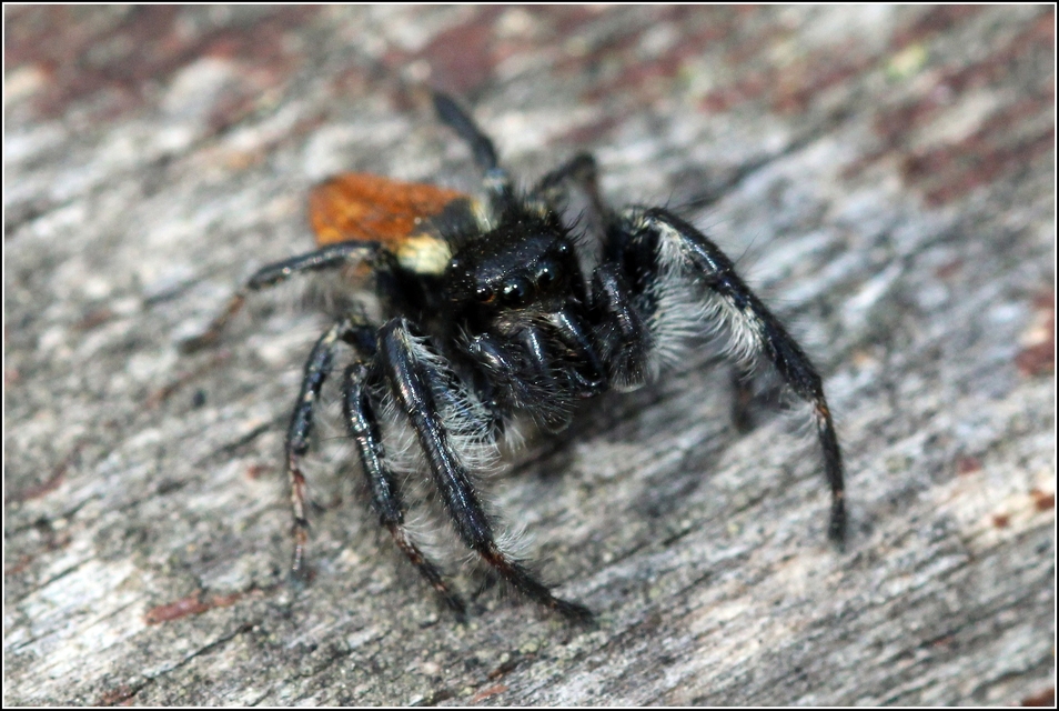 Carrhotus xanthogramma - rozsdás ugrópók