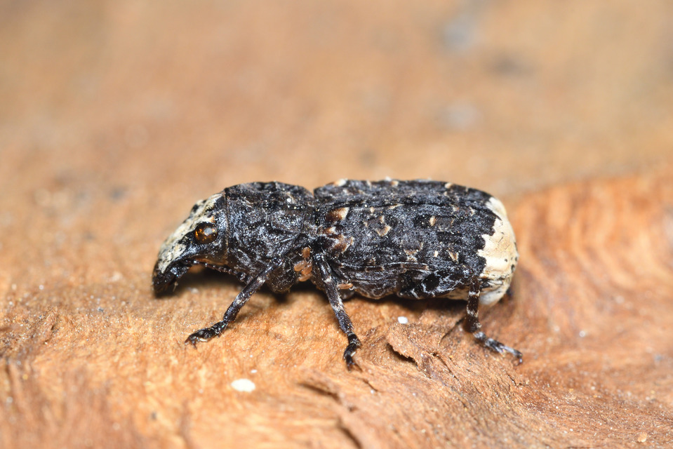 Platyrhinus resinosus - nagy orrosbogár