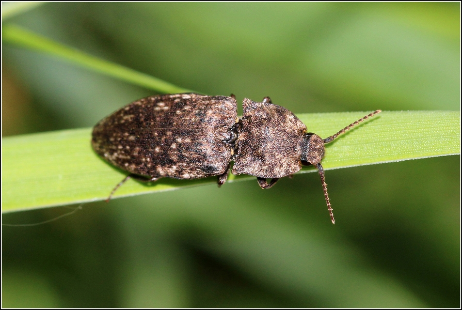 Agrypnus murinus - egérszínű pikkelyespattanó