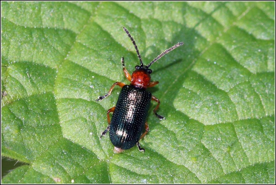 Oulema melanopus/duftschmidi