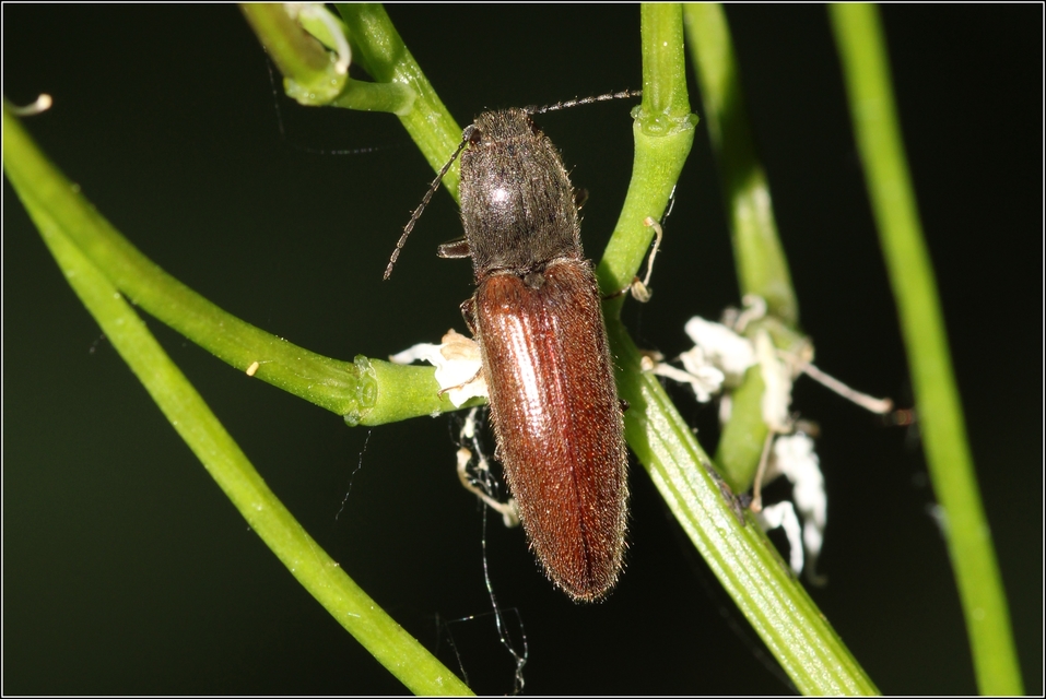 Athous haemorrhoidalis - szurkos pattanó Athous haemorrhoidalis - szurkos pattanó