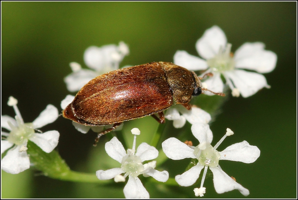Byturus ochraceus - gyömbérgyökérbogár