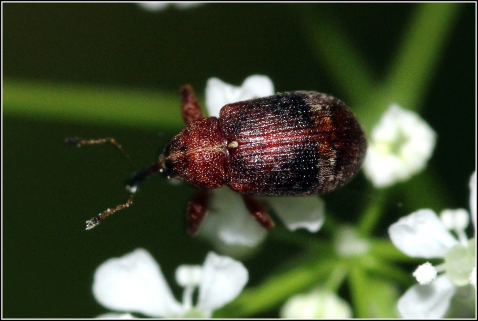 Anthonomus Anthonomus
