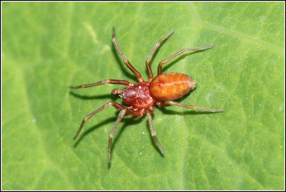 Nigma flavescens - vöröslő hamvaspók