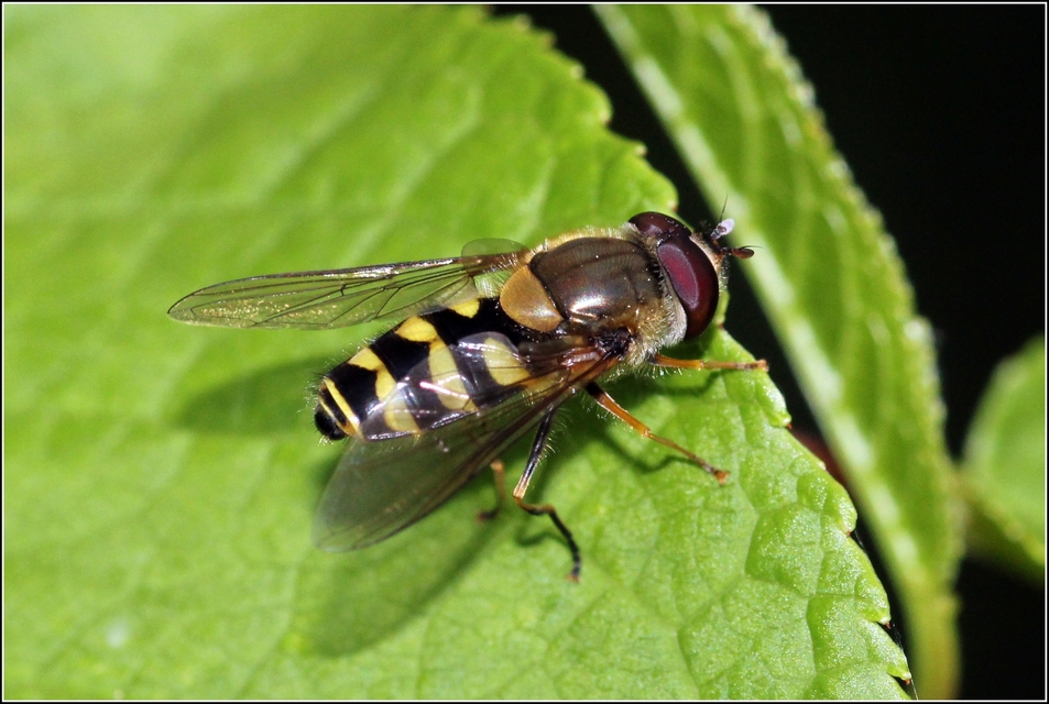 Syrphus