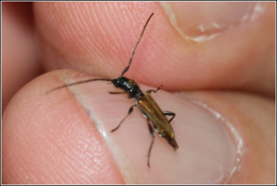 Stenhomalus bicolor - kétszínű hengercincér