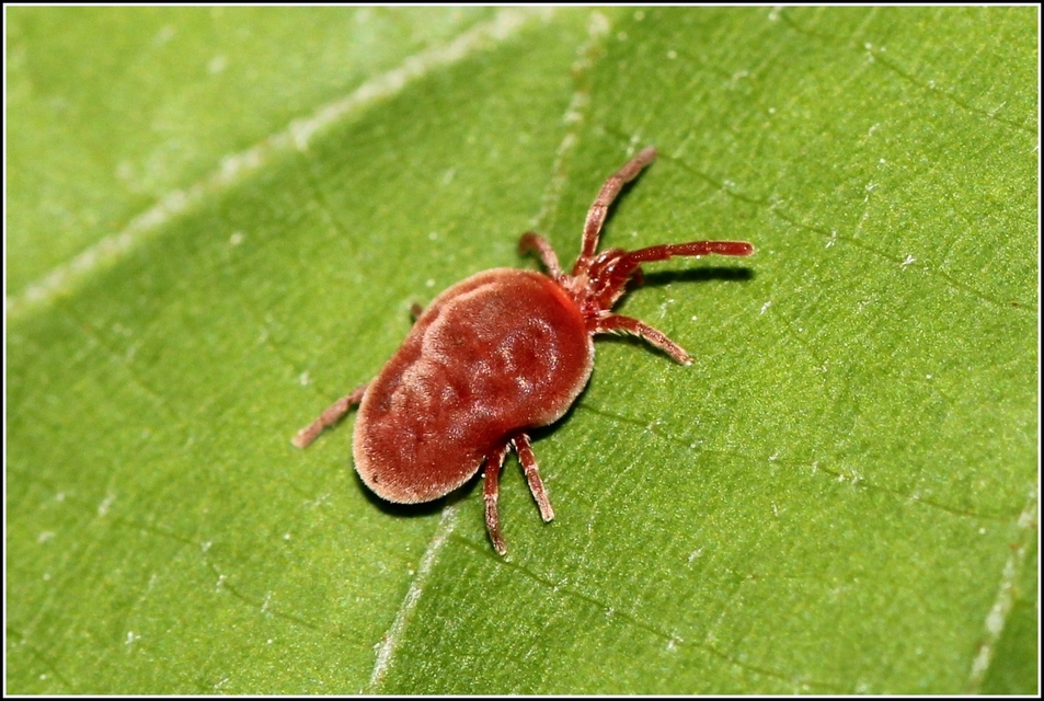 Allothrombium