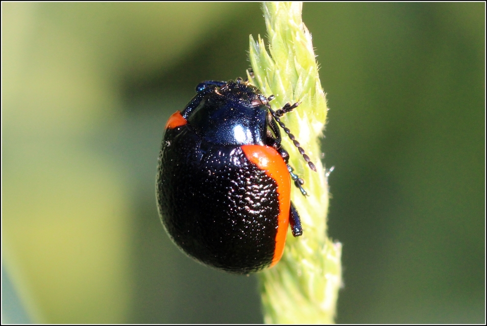 Chrysolina rossia - trapézhátú szegélyeslevelész