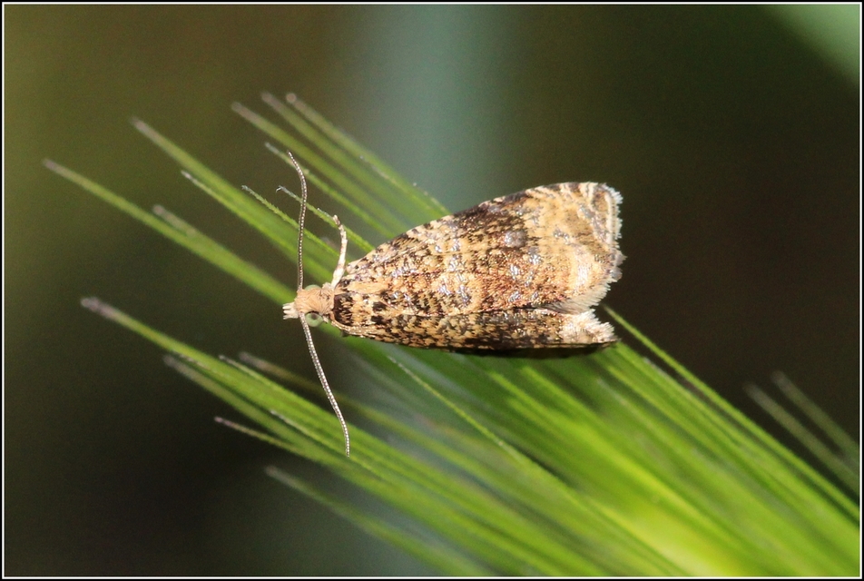 Celypha lacunana - vízparti tükrösmoly