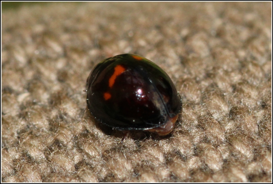 Chilocorus bipustulatus - szalagos szerecsenkata