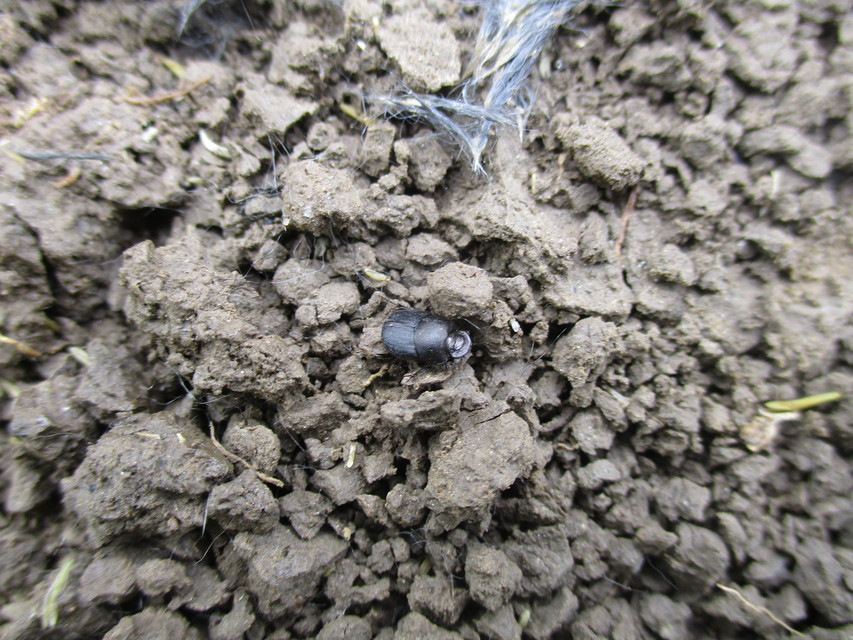 Onthophagus ovatus - apró trágyatúró
