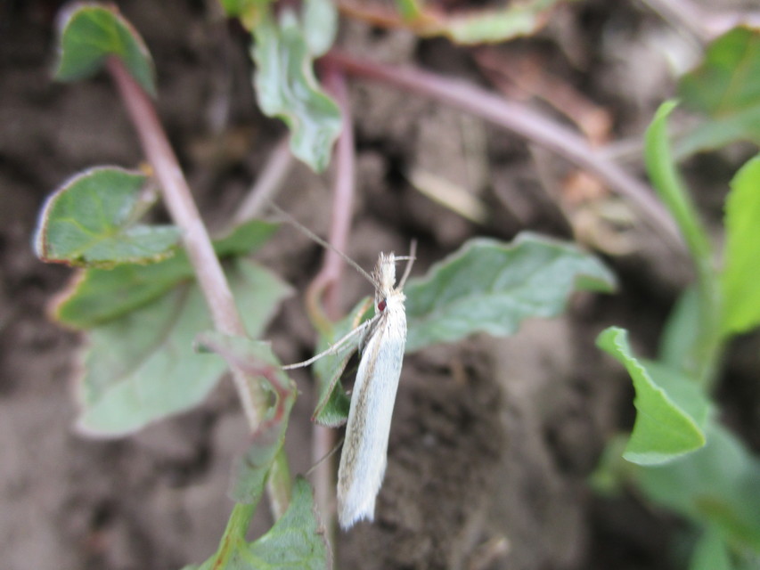 Pleurota