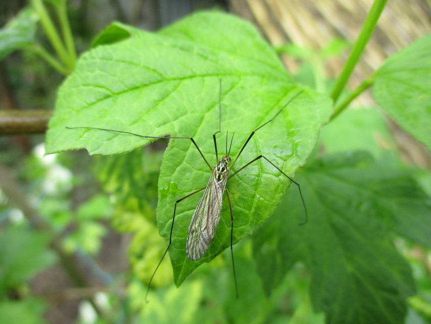 Nephrotoma