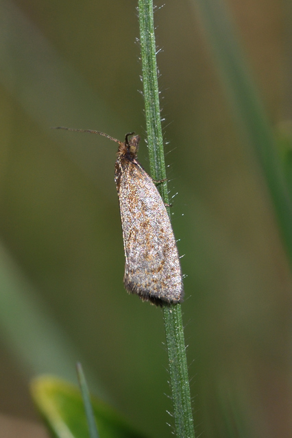 Celypha rufana - ürömfúró tükrösmoly