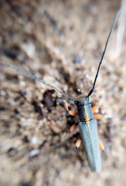 Phytoecia icterica - murokcincér Phytoecia icterica - murokcincér