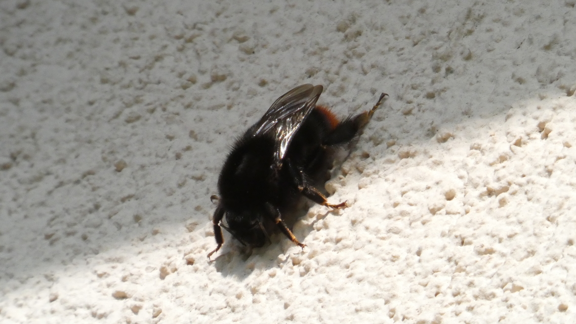 Bombus lapidarius - kövi poszméh